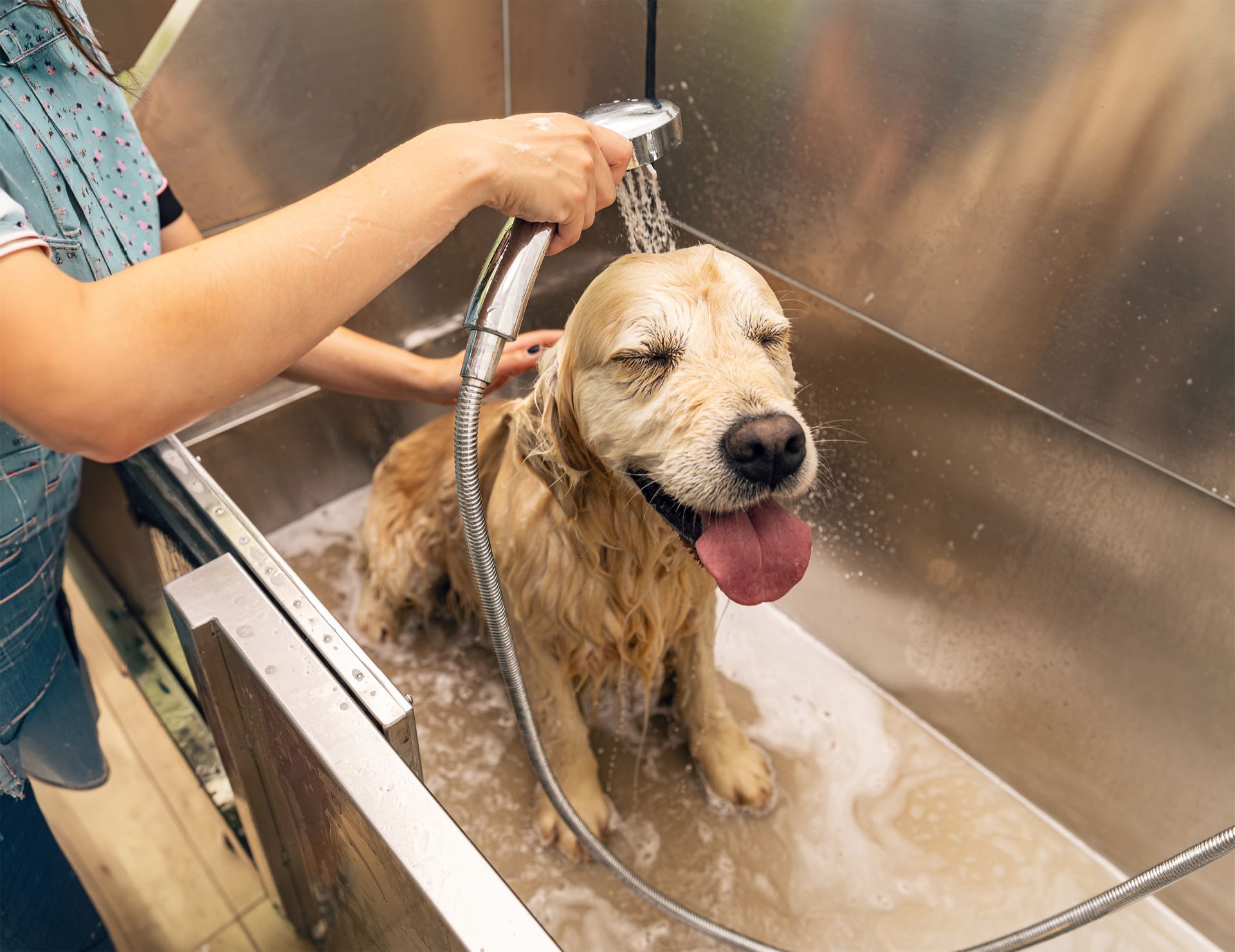 Professional staff bathing a happy golden retriever at Rocky Mountain K9