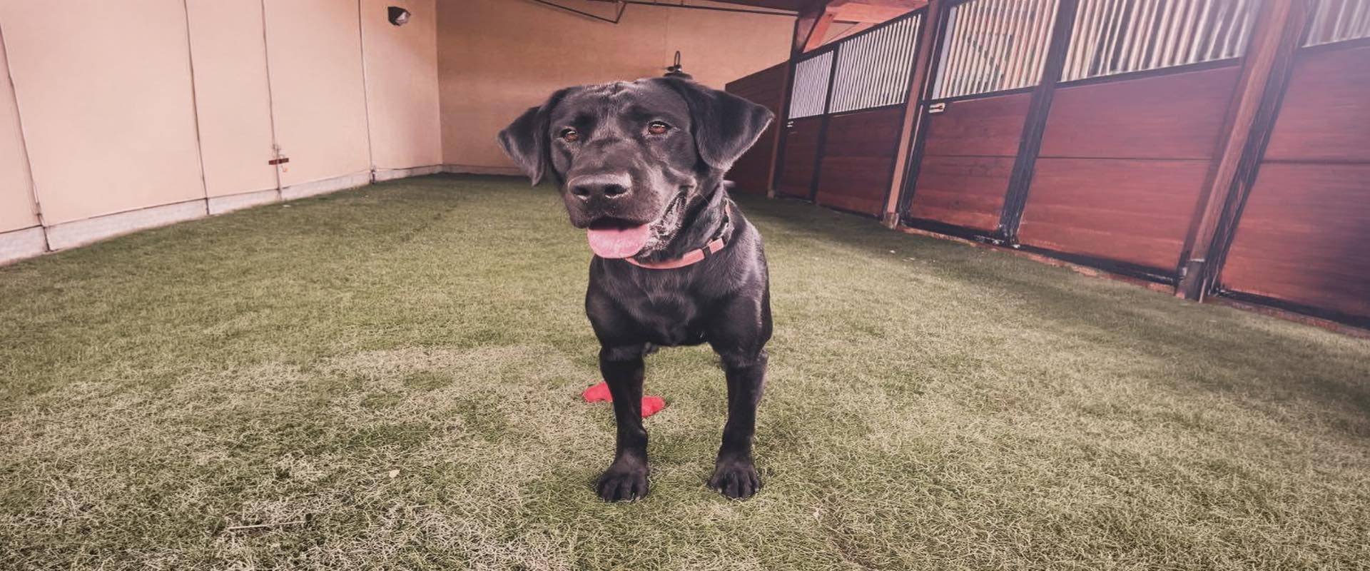 Dog Boarding · Starting at $37/night