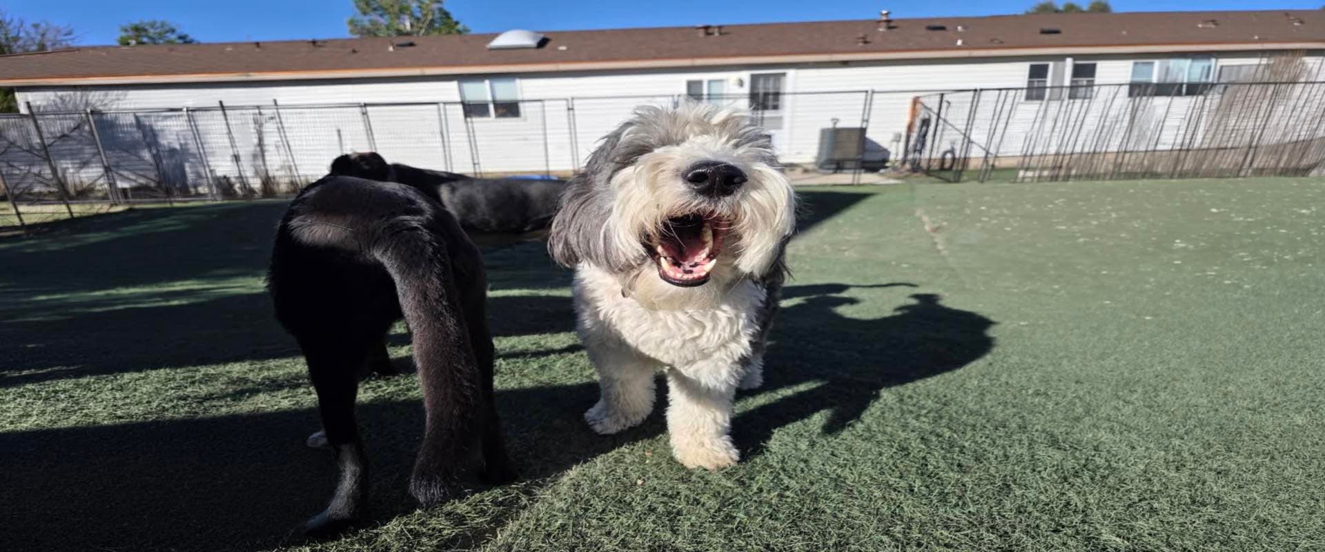 Dog Daycare · From $35/day