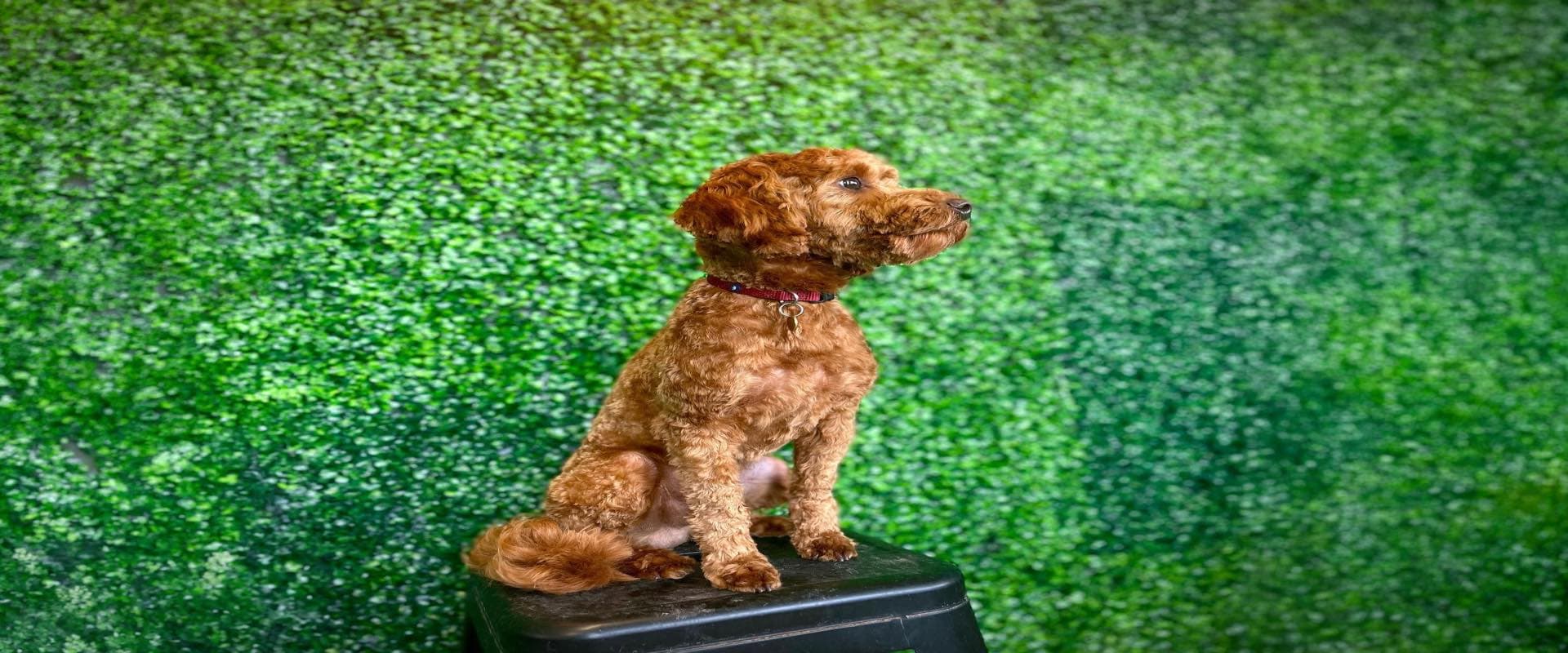 Puppy Program · Early Development
