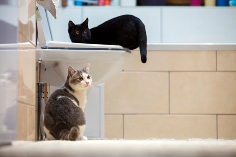 Cats relaxing in comfortable cat boarding environment