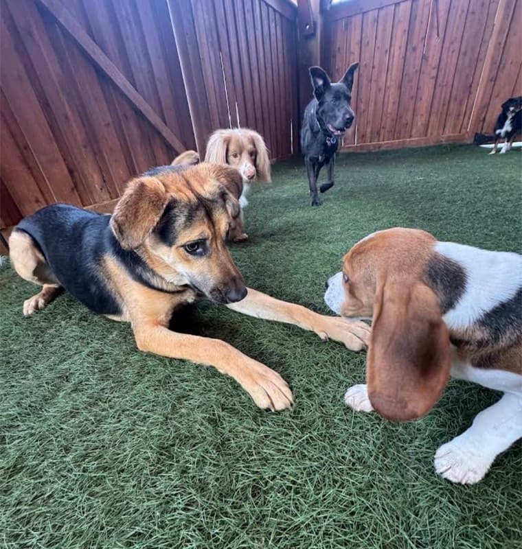 Dogs socializing and playing together in supervised daycare yard