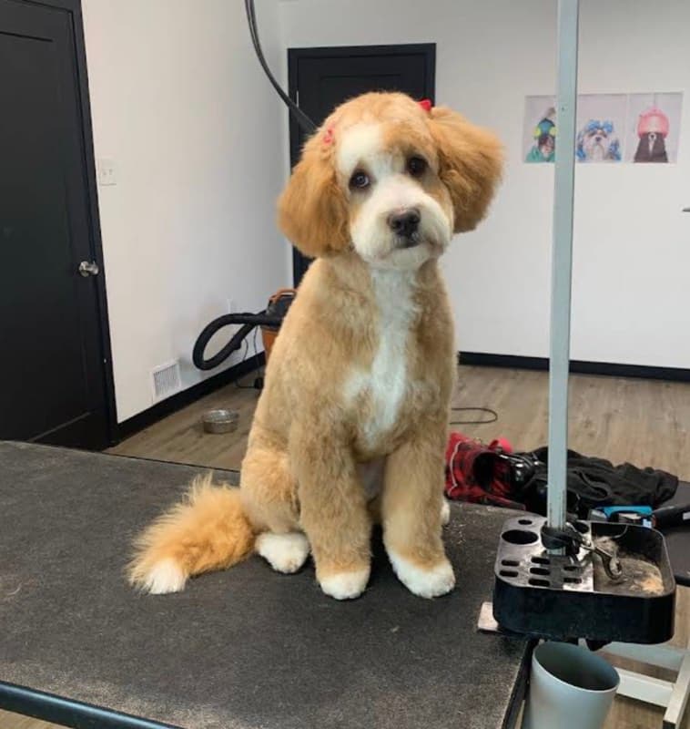Freshly groomed doodle on grooming table at Rocky Mountain K9